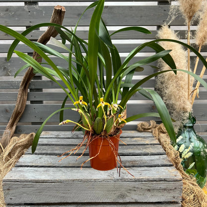 Duftorchidee Maxillaria picta