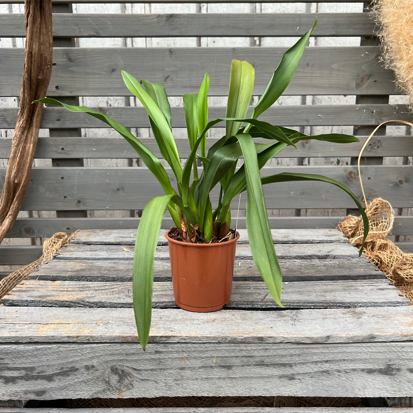 Duftorchidee Maxillaria rufescens BLATTPOST