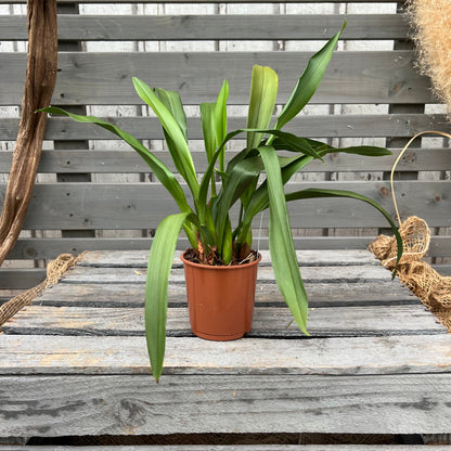 Duftorchidee Maxillaria rufescens BLATTPOST