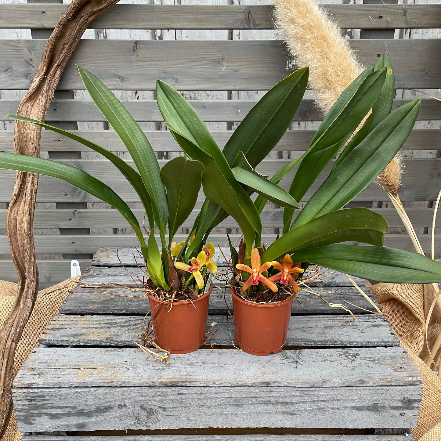 Duftorchidee Maxillaria rufescens BLATTPOST