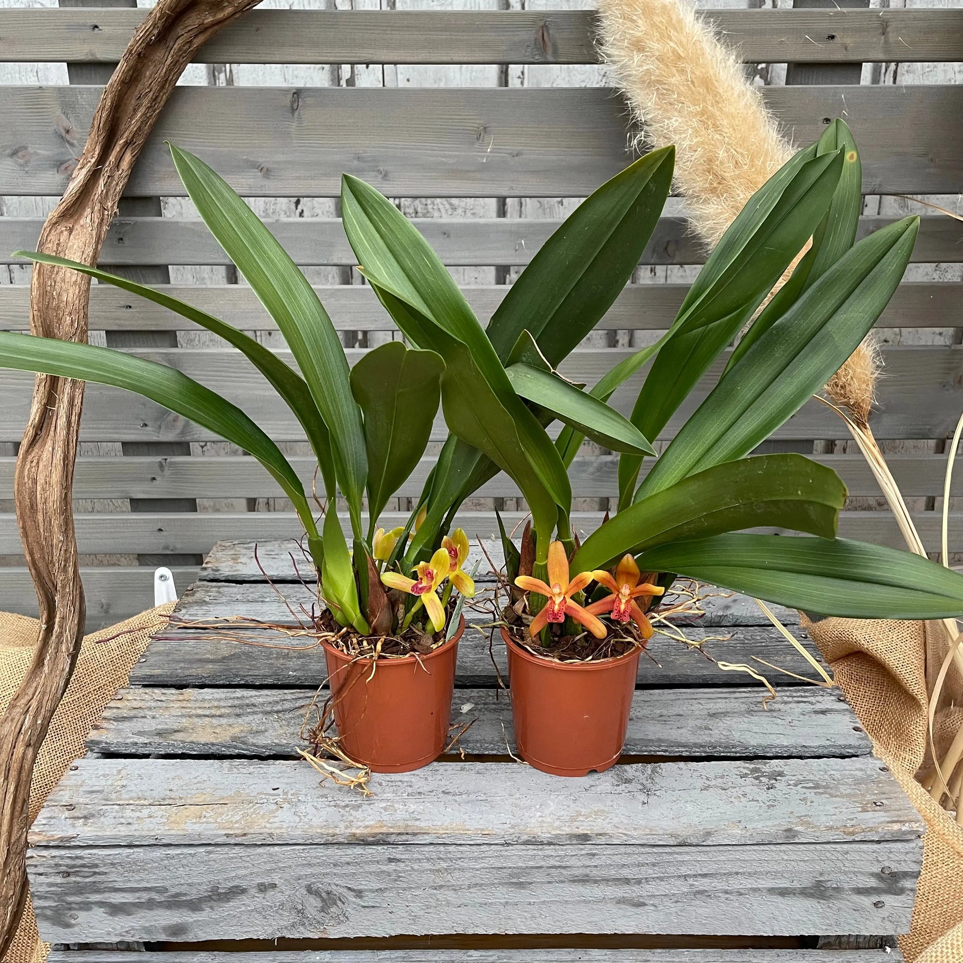 Duftorchidee Maxillaria rufescens BLATTPOST