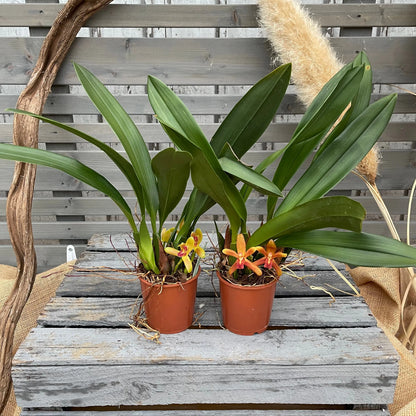 Duftorchidee Maxillaria rufescens BLATTPOST