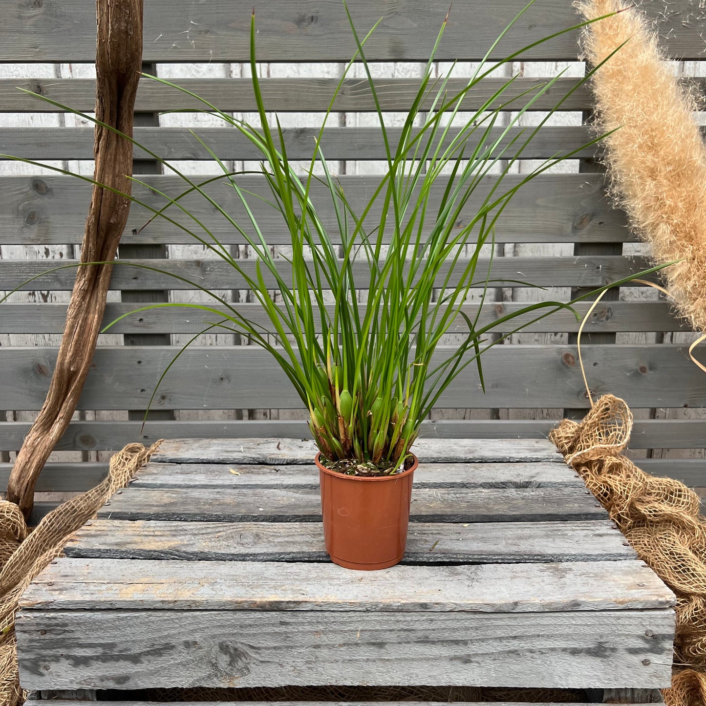 Duftorchidee Maxillaria tenuifolia BLATTPOST