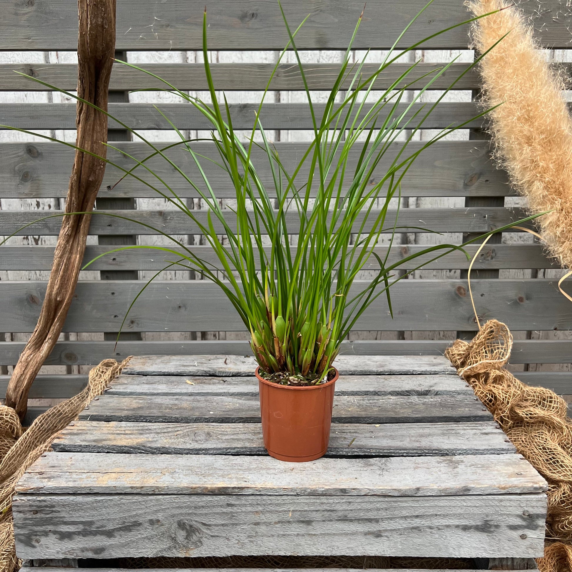 Duftorchidee Maxillaria tenuifolia BLATTPOST