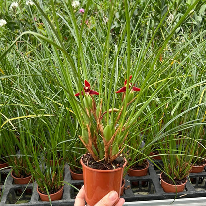 Duftorchidee Maxillaria tenuifolia BLATTPOST