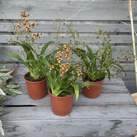 Duftorchidee Oncidium twinkle 'Anna', 3er Set BLATTPOST