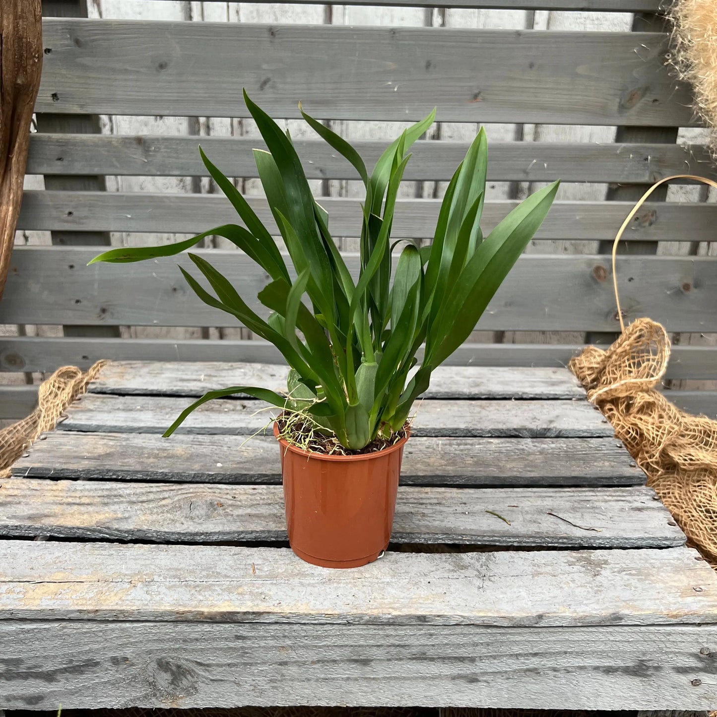 Duftorchidee Oncidium twinkle 'Jasmin' BLATTPOST