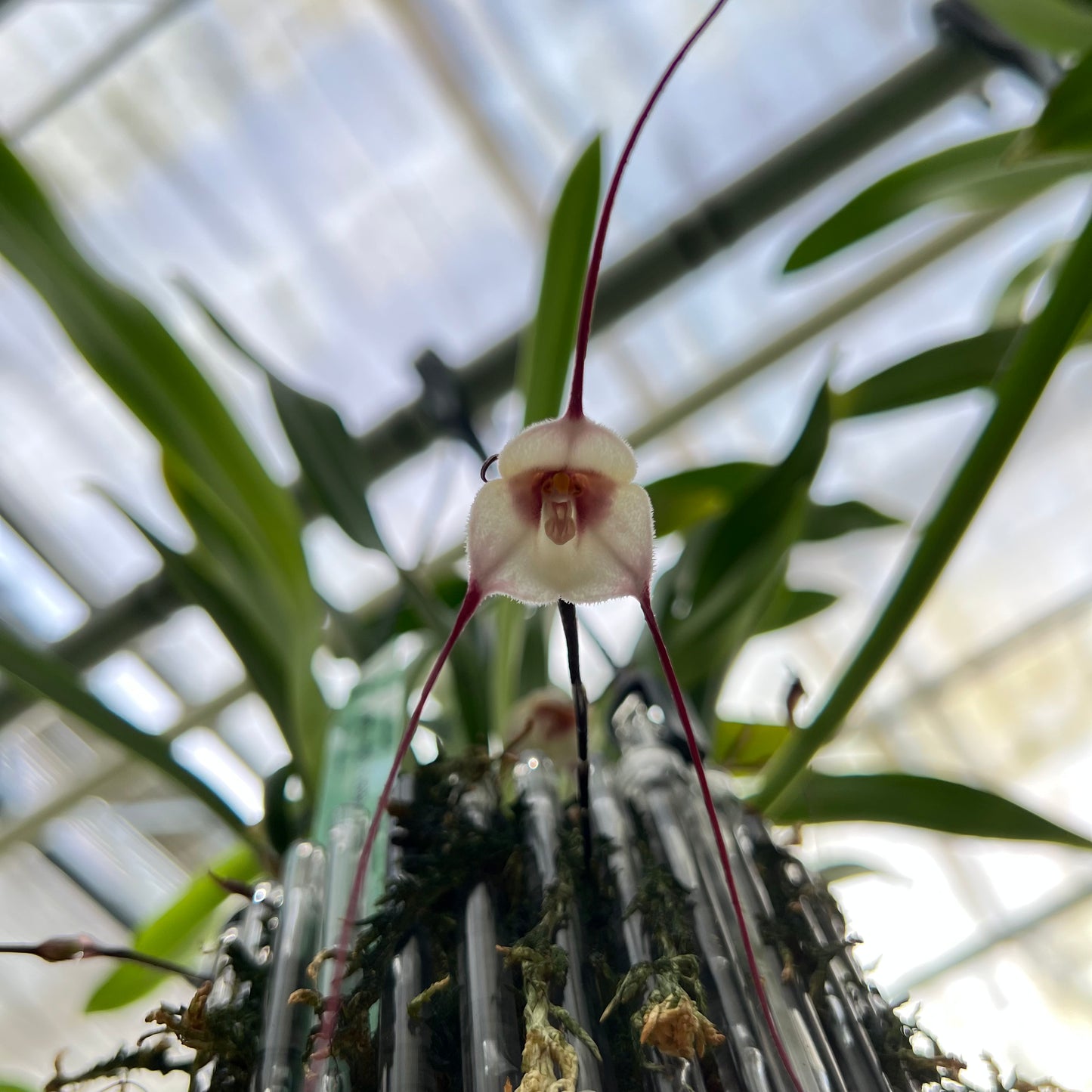 Dracula velutina