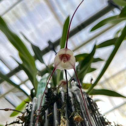 Dracula velutina