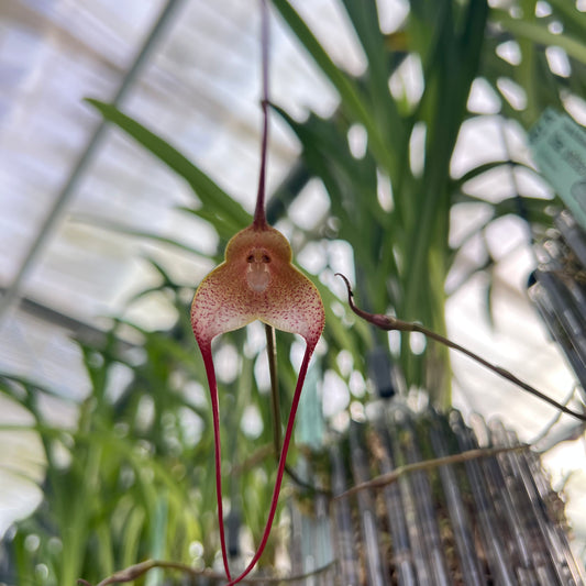Dracula psittacina