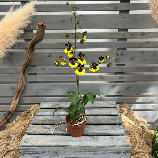 Gomesa 'Jiaho Queen' BLATTPOST