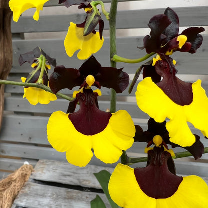 Gomesa 'Jiaho Queen' BLATTPOST