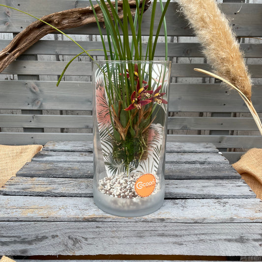Cocoon Orchid - Maxillaria tenuifolia