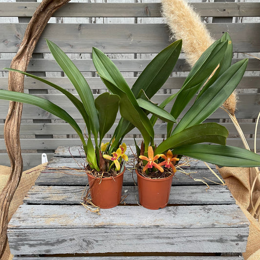 Duftorchidee Maxillaria rufescens BLATTPOST