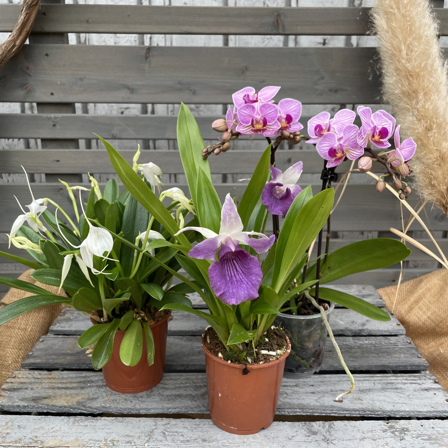 Orchideenmix, 3er Set