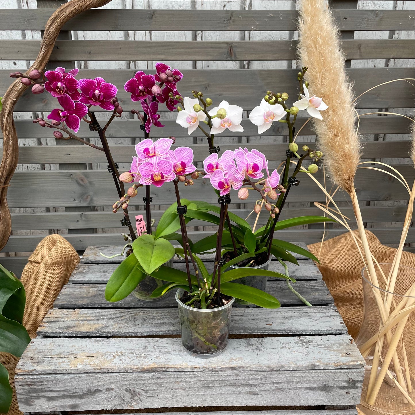 Butterfly orchid, set of 3