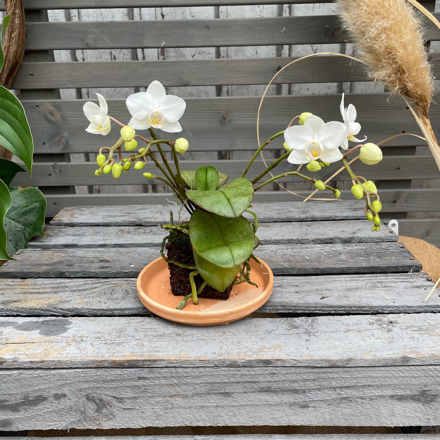 CORKIO - Schmetterlingsorchidee im Korktopf