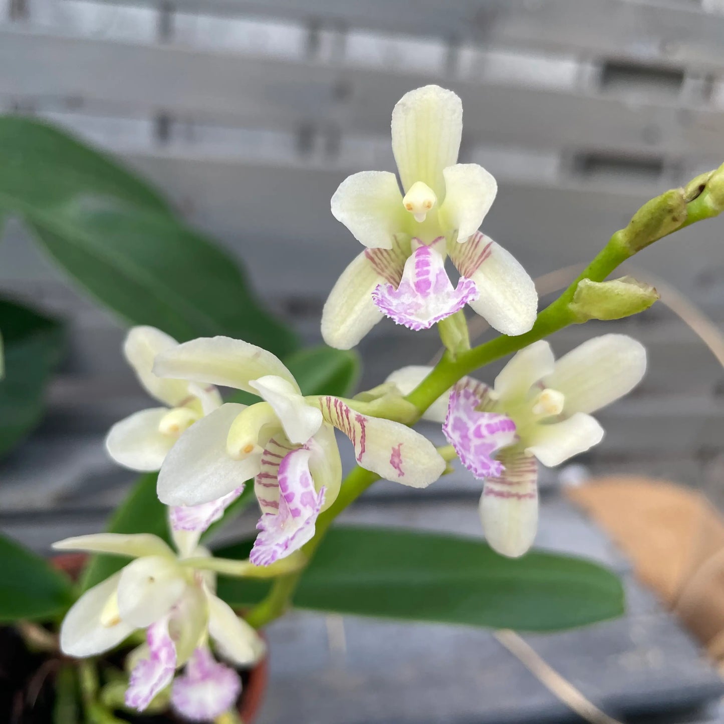 Phalaenopsis japonica (ehem. Sedirea japonica) – Duftorchidee mit Zitronenduft