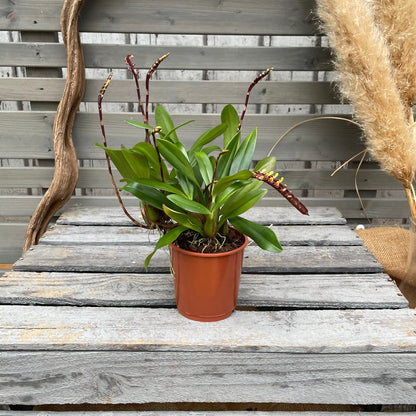 Bulbophyllum falcatum