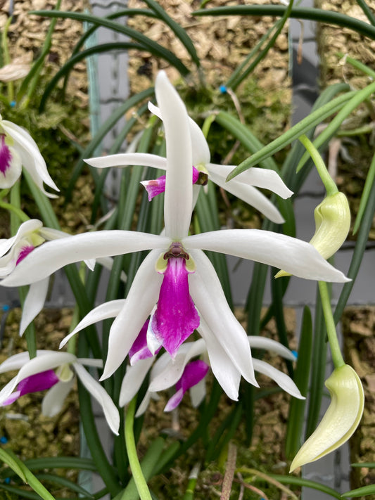 Cocoon Orchid - Leptotes bicolor
