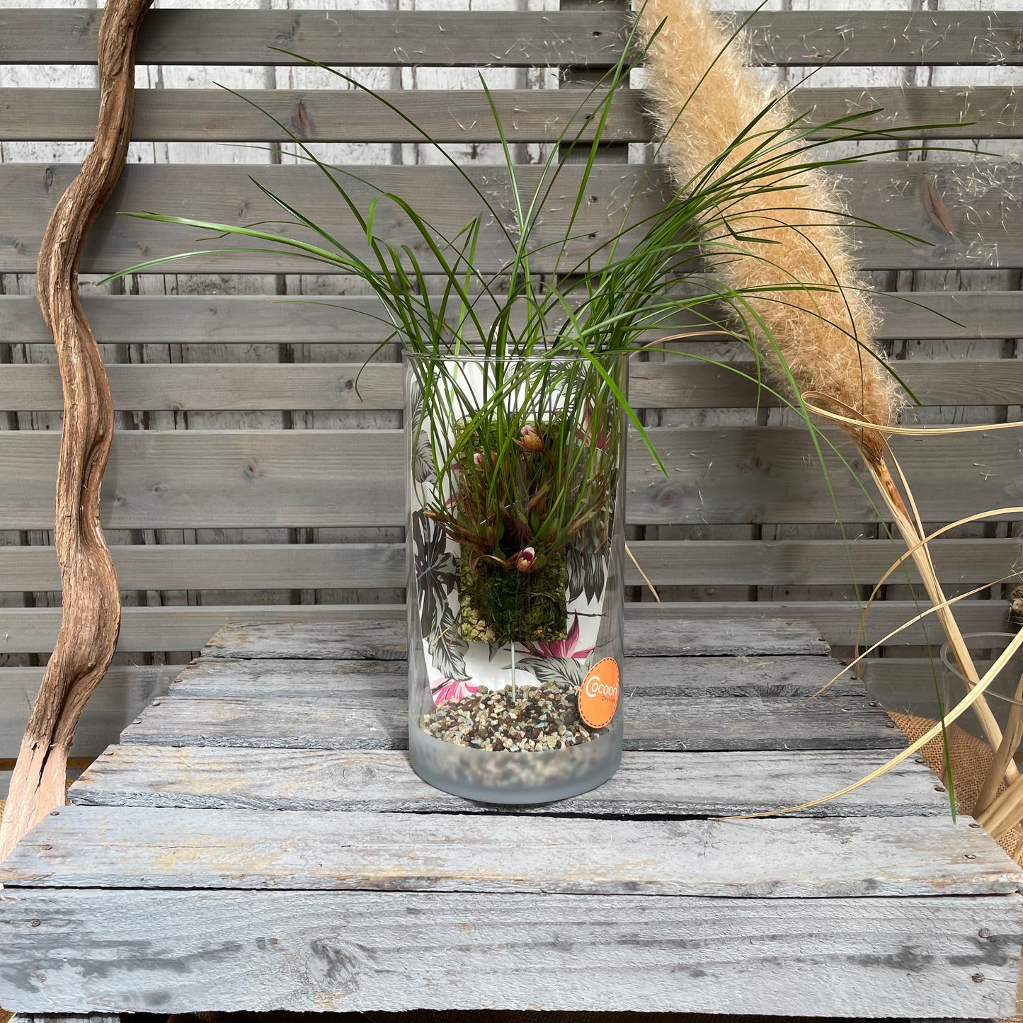 Cocoon Orchid - Maxillaria atrosanguinea