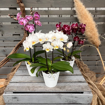 Butterfly orchid, set of 3