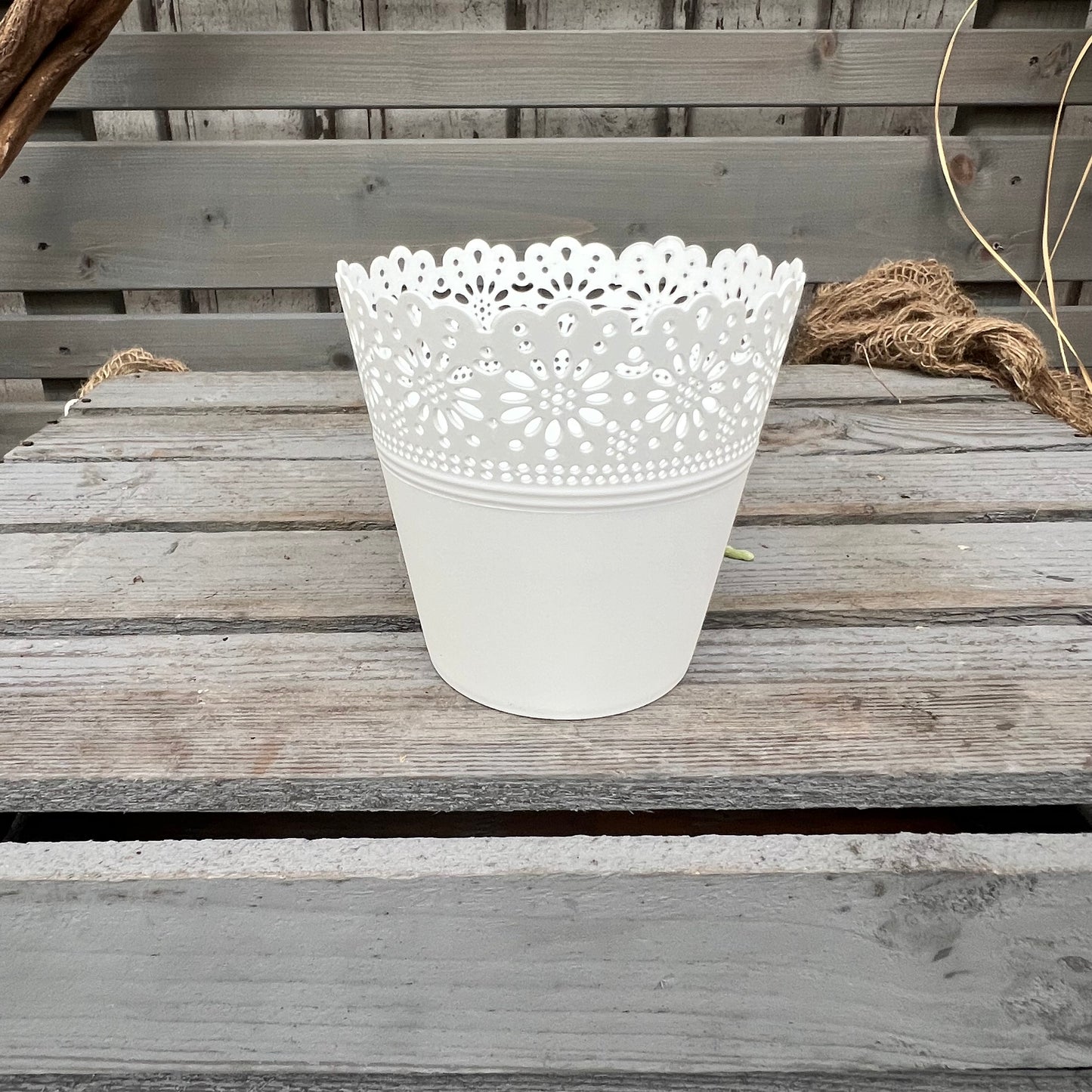 Butterfly orchid, set of 3
