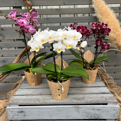 Butterfly orchid, set of 3