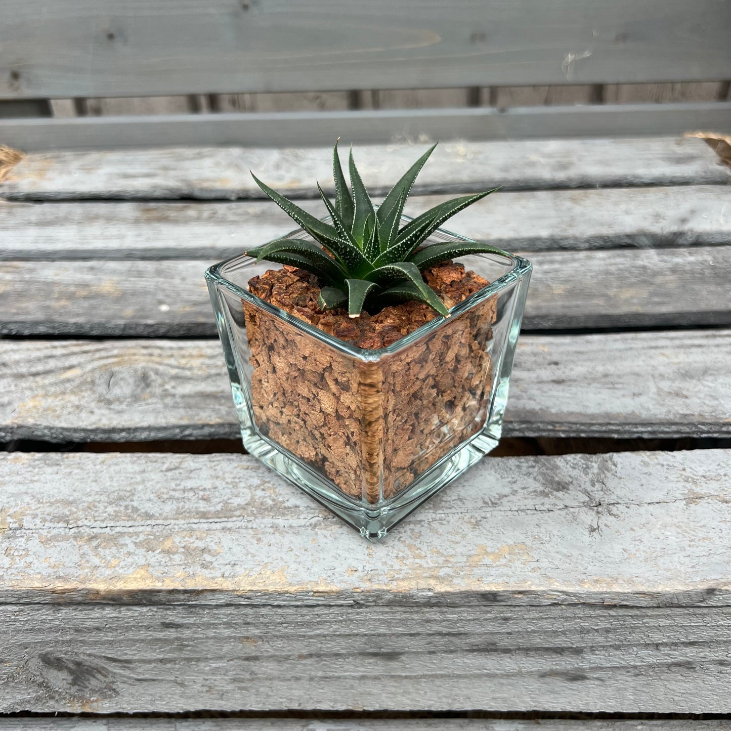 CORKIO - Your plastic-free plant in a cork pot 