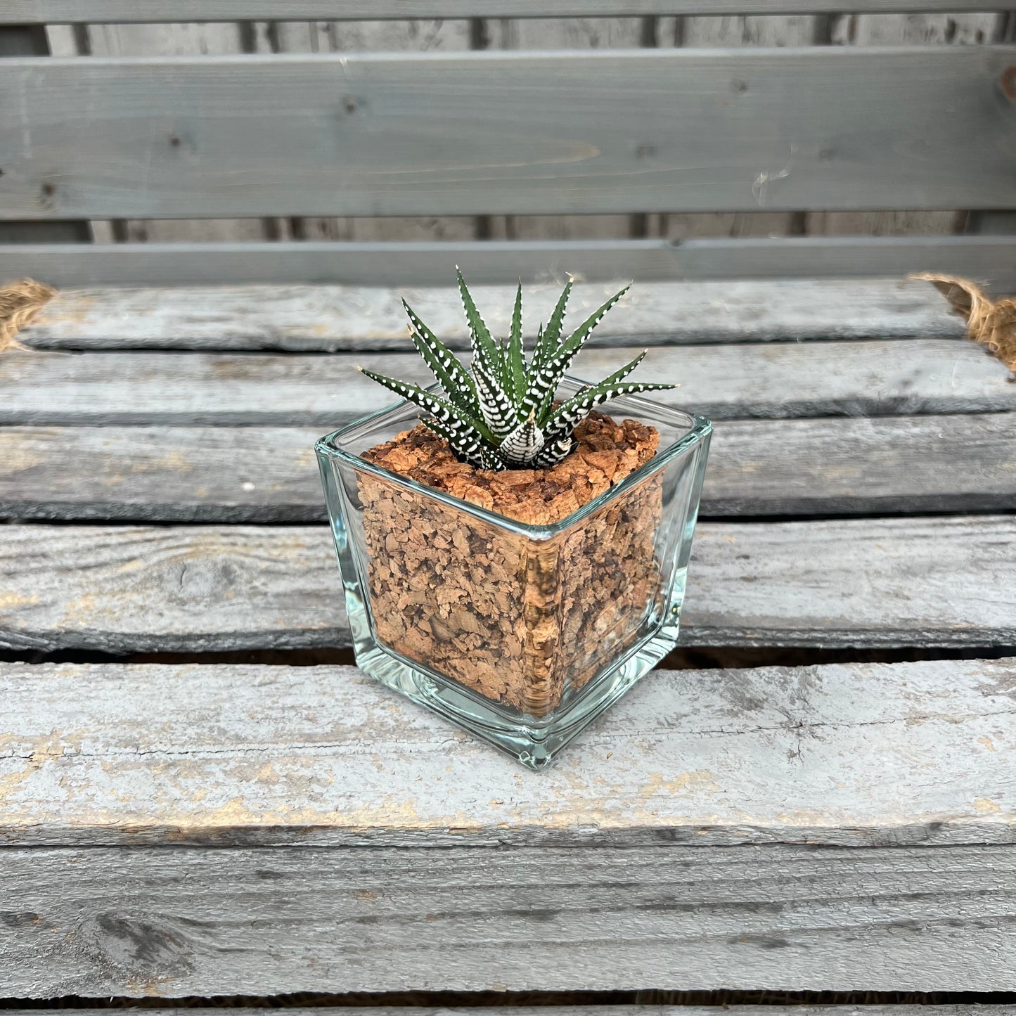 CORKIO - Eure Pflanze im plastikfreien Korktopf (Haworthia fasciata Big Band)