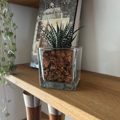 CORKIO - Your plastic-free plant in a cork pot 