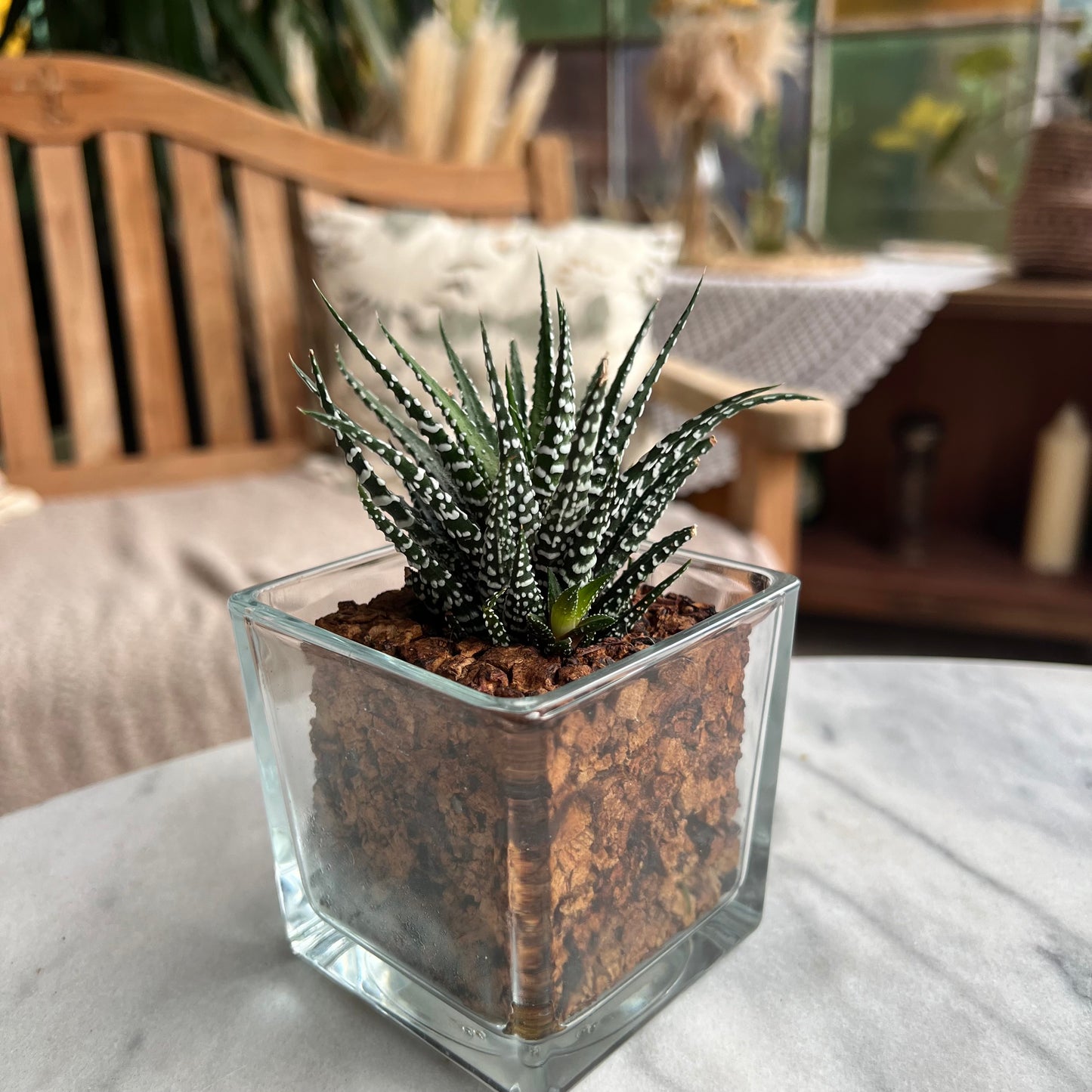 CORKIO - Your plastic-free plant in a cork pot 