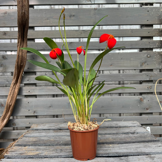 Spring orchid Masdevallia ignea, set of 3, 9cm pot