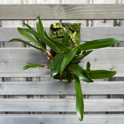 Cocoon Orchid - Bulbophyllum falcatum