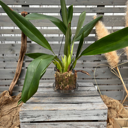Maxillaria sanderiana
