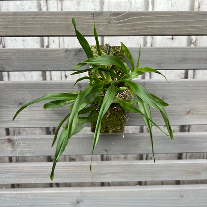 Cocoon Orchid - Oncidium cheirophorum