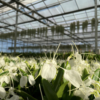 Winter orchid Masdevallia tovarensis, set of 3, 9cm pot