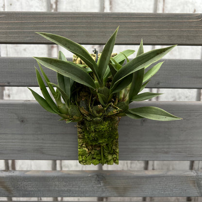Cocoon Orchid - Promenaea silvana