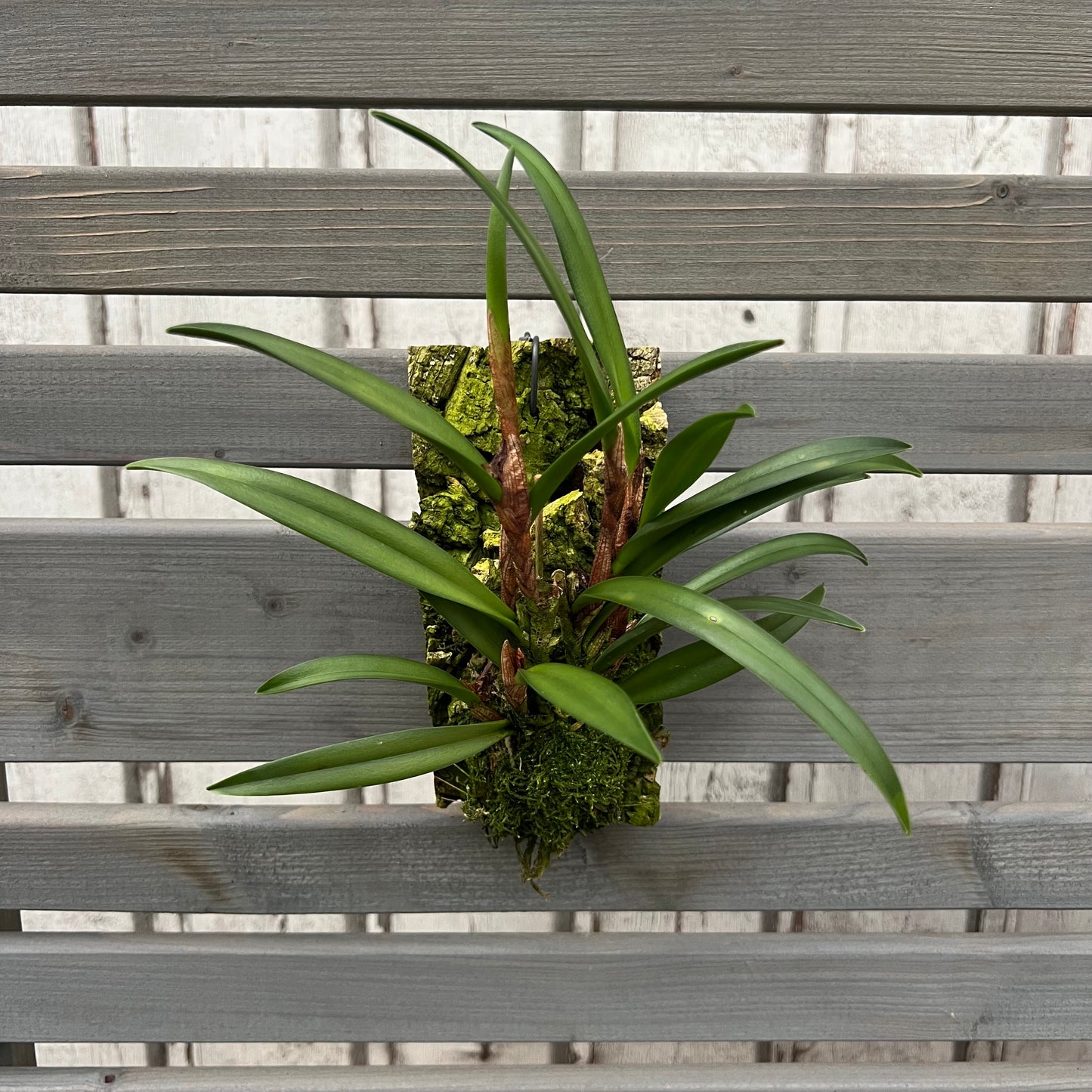 Cocoon Orchid - Ceratostylis retisquama