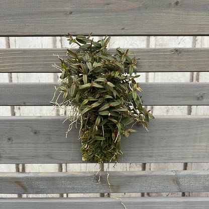 Cocoon Orchid - Epidendrum peperomia
