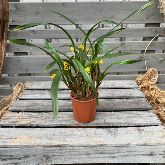 Maxillaria variabilis, set of 3