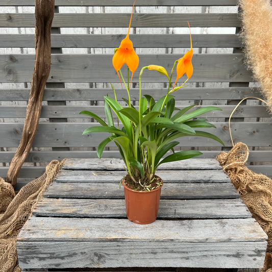 BellaVallia, set of 3