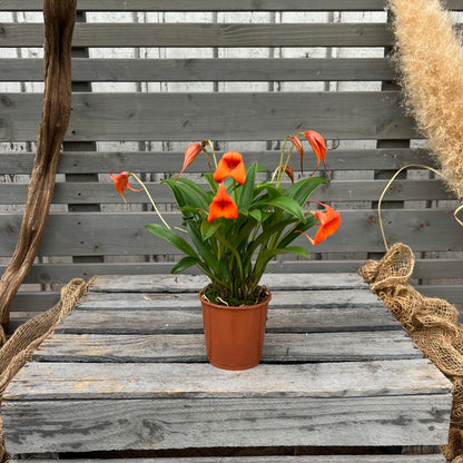 BellaVallia, set of 3