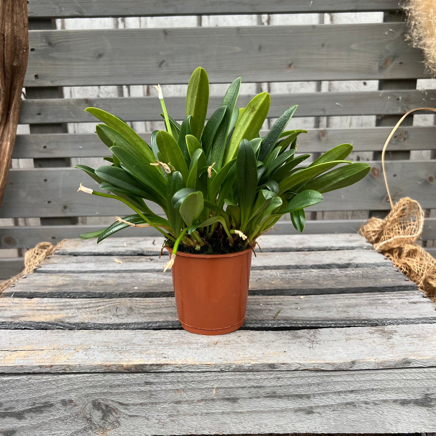 Winter orchid Masdevallia tovarensis, set of 3, 9cm pot
