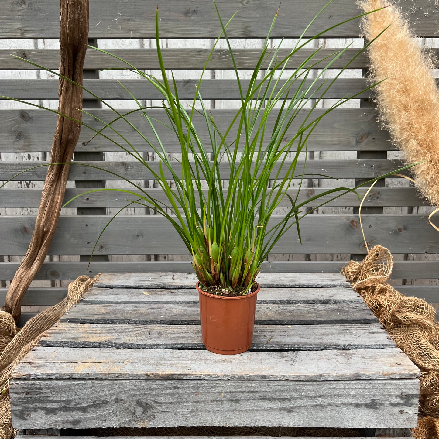 Duftorchidee Maxillaria tenuifolia