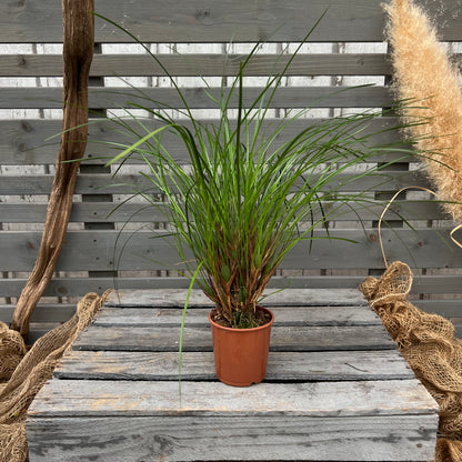 Maxillaria atrosanguinea