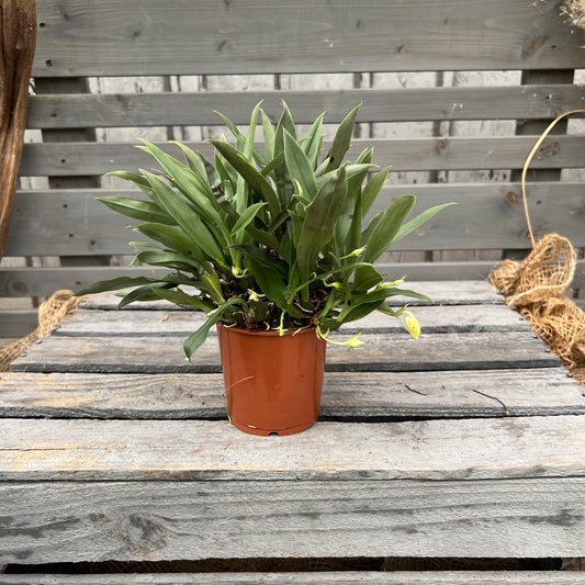 Promenaea, 9cm Topf