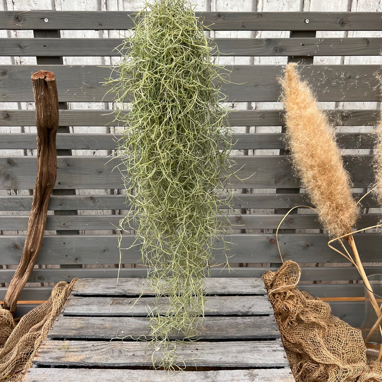 Tillandsia usneoides green