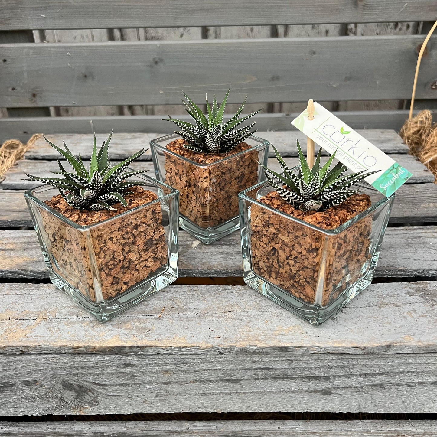 CORKIO - Eure Pflanze im plastikfreien Korktopf (Haworthia fasciata Big Band) BLATTPOST