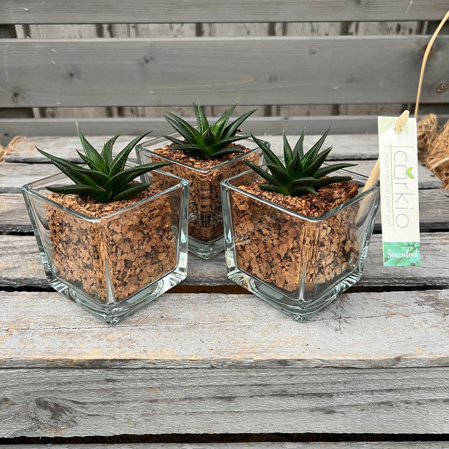CORKIO - Eure Pflanze im plastikfreien Korktopf (Haworthia herbaceae) BLATTPOST